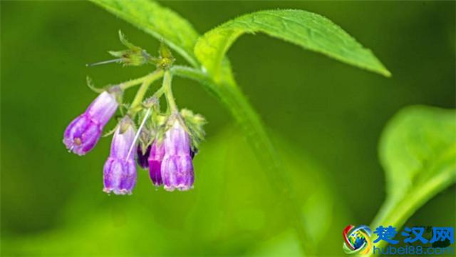 小康每日一说:消糜栓主要用于哪些妇科病症的治疗?