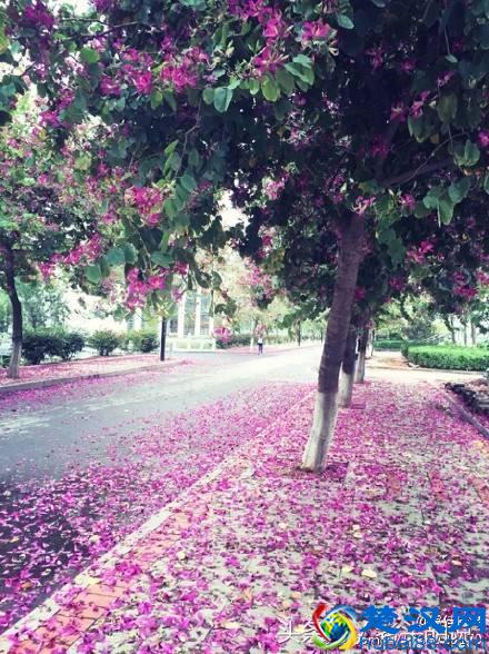 华侨大学——一所低调而神秘的大学！