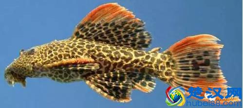 清道夫鱼能吃吗？