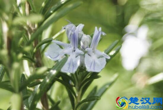 秋天开什么花 秋天开花的植物有哪些