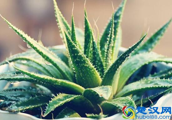 秋天开什么花 秋天开花的植物有哪些