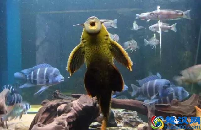 清道夫鱼能吃吗？