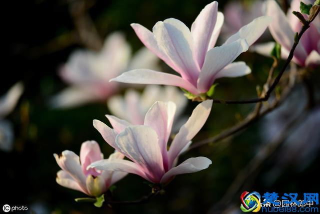 阳春三月，路边这种花开得正好，关于它还有很多你不知道的事儿！