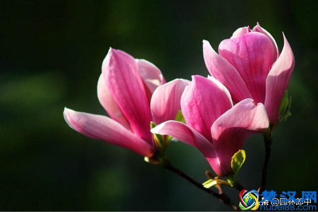 阳春三月，路边这种花开得正好，关于它还有很多你不知道的事儿！