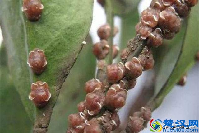 阳春三月，路边这种花开得正好，关于它还有很多你不知道的事儿！