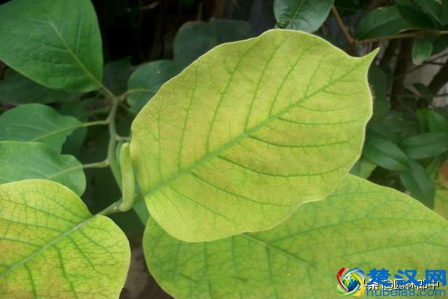 阳春三月，路边这种花开得正好，关于它还有很多你不知道的事儿！