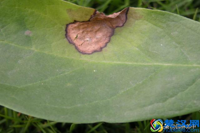 阳春三月，路边这种花开得正好，关于它还有很多你不知道的事儿！