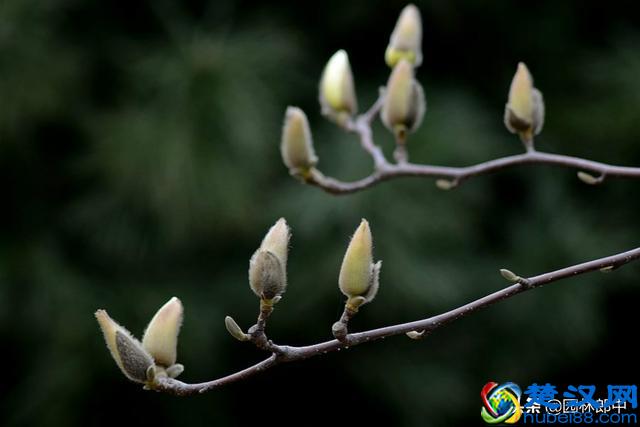 阳春三月，路边这种花开得正好，关于它还有很多你不知道的事儿！