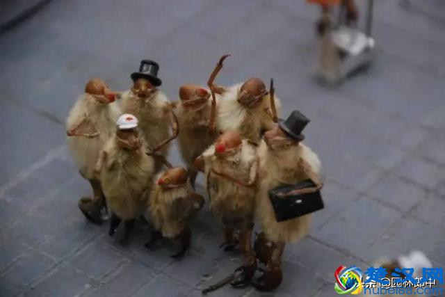 阳春三月，路边这种花开得正好，关于它还有很多你不知道的事儿！