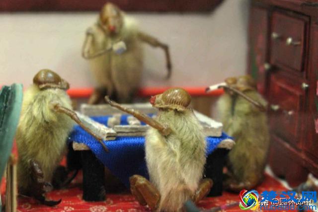 阳春三月，路边这种花开得正好，关于它还有很多你不知道的事儿！