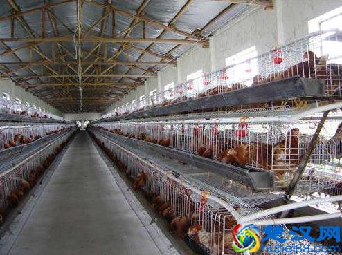 养殖项目有太多，到底做啥能挣钱