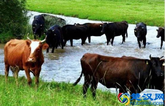 养殖项目有太多，到底做啥能挣钱