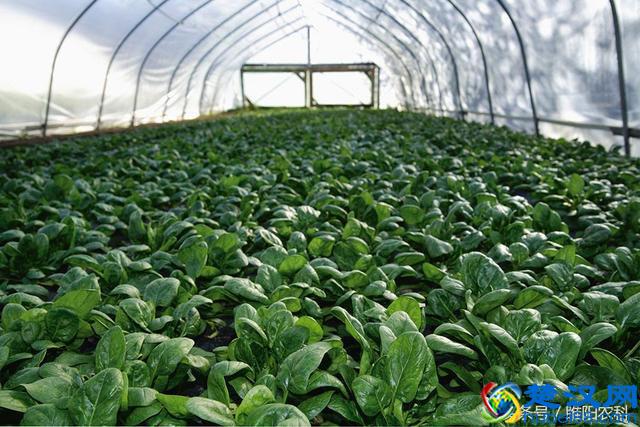夏季大棚种这个菜，投资小，效益超好