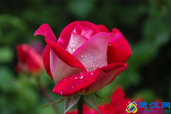 智障本障是什么梗 智障本障是什么意思