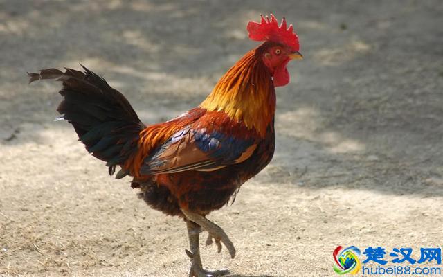 成语“夙夜在公”，“公”是什么意思？