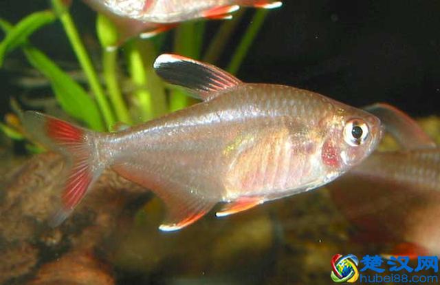 鱼有心脏吗 鱼有耳朵吗
