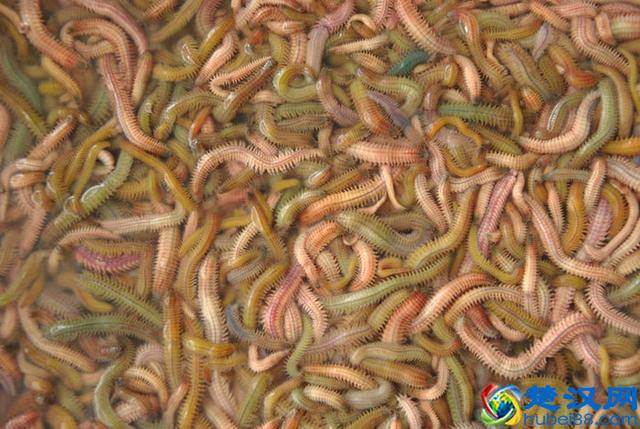 禾虫，应该是最好吃的虫子