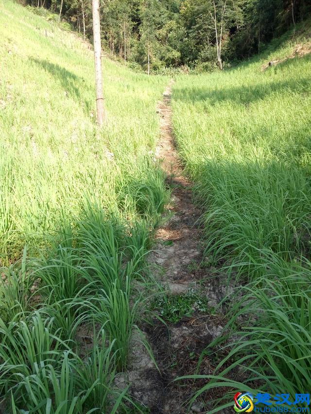 有机农业和传统农业的区别有机农业种植技术