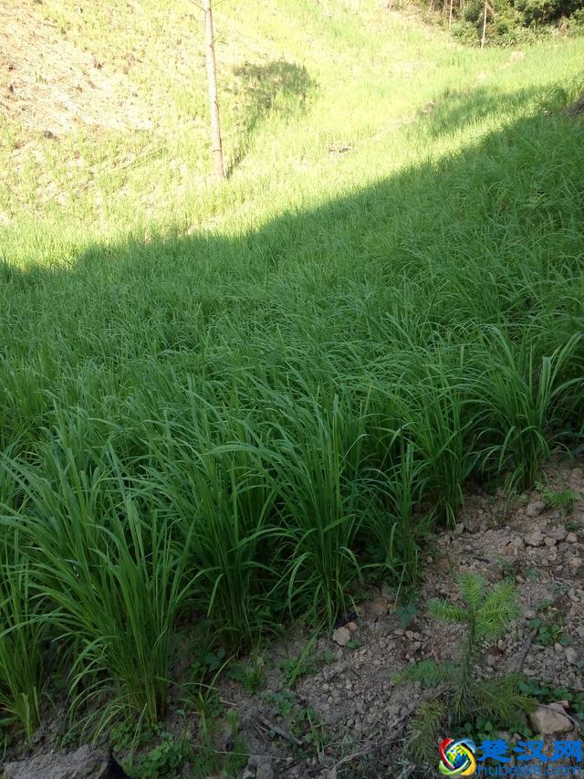 有机农业和传统农业的区别有机农业种植技术