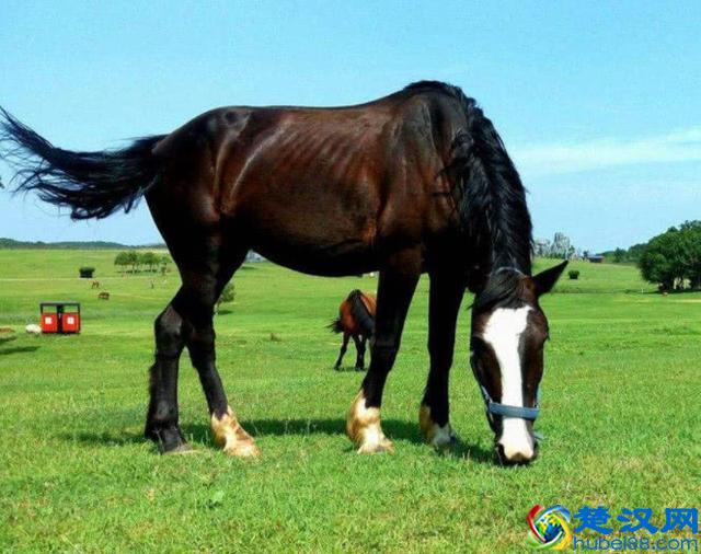 俗语：“好马不吃回头草”，下半句才是精华，可惜知道的人很少