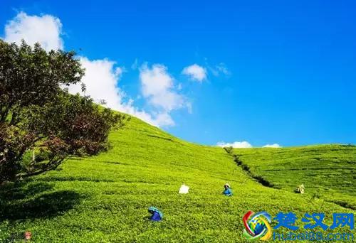 排长龙都要买的奶茶，用的到底是什么“茶”呢？