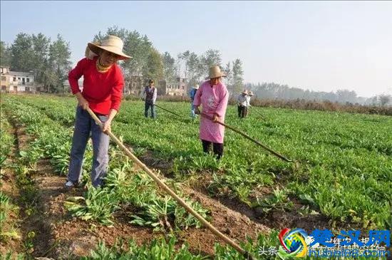 2018年种植中药材有政策补贴吗