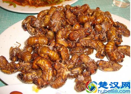 知了的幼虫叫什么 知了幼虫在地下多少年