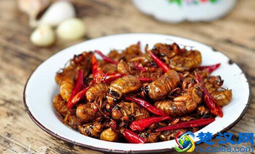 知了的幼虫叫什么 知了幼虫在地下多少年