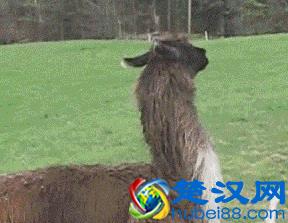 科普：网络神兽“草泥马”是什么动物？