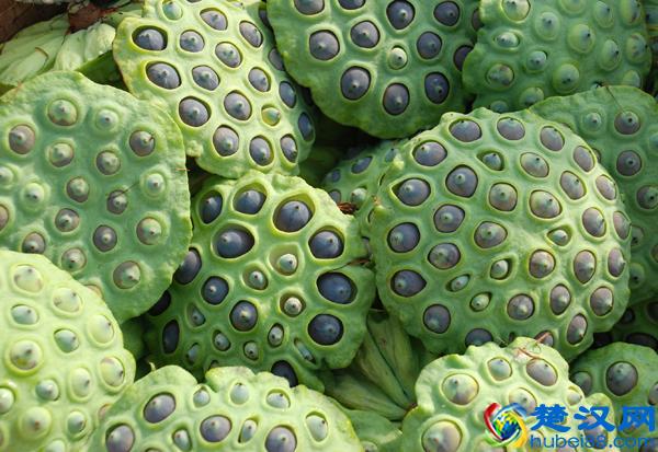 莲蓬是什么味道 莲蓬的药用价值是什么