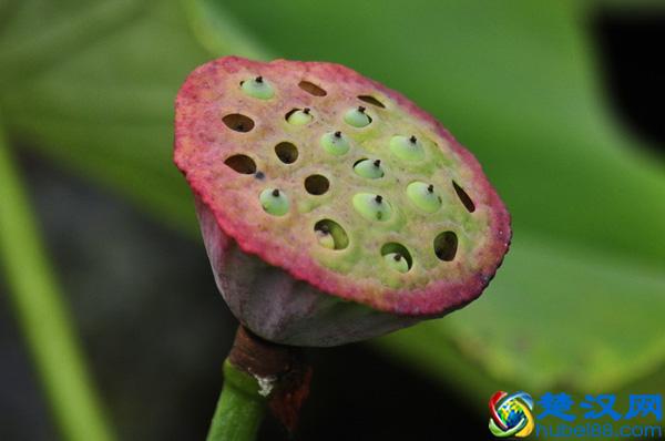 莲蓬是什么味道 莲蓬的药用价值是什么