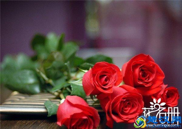 美国的国花是什么花，爱情和勇气化身的玫瑰花