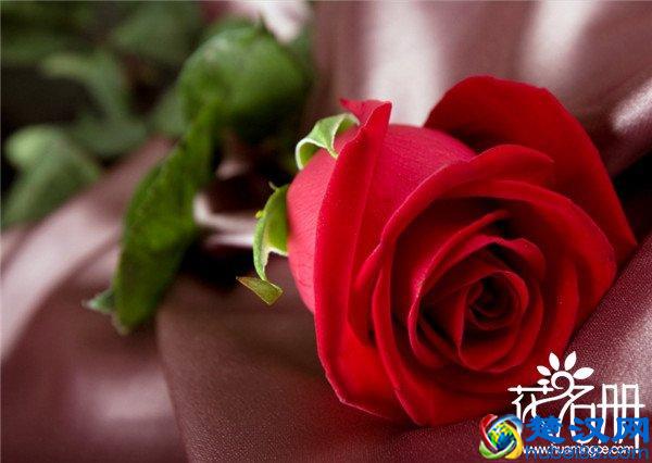 美国的国花是什么花，爱情和勇气化身的玫瑰花