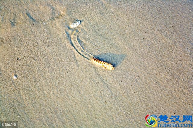 沙虫是什么虫？农村养殖沙虫前景如何？