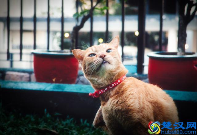 猫跳蚤会引发的4种疾病，得用这4种方法消除，你家猫有过跳蚤吗？