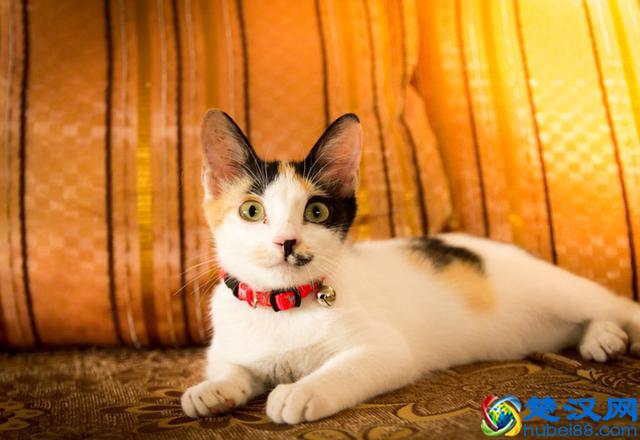 猫跳蚤会引发的4种疾病，得用这4种方法消除，你家猫有过跳蚤吗？