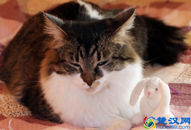 猫跳蚤会引发的4种疾病，得用这4种方法消除，你家猫有过跳蚤吗？