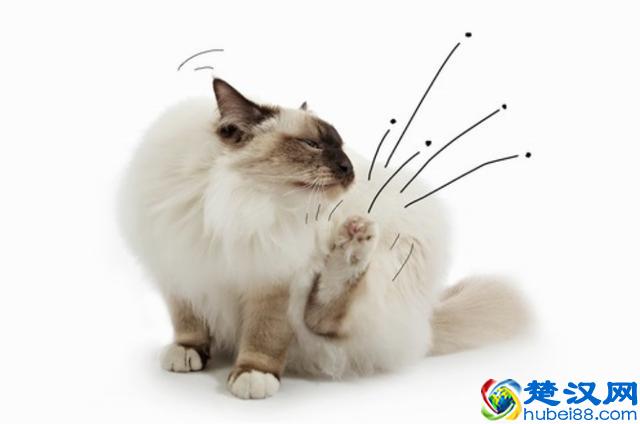 猫跳蚤会引发的4种疾病，得用这4种方法消除，你家猫有过跳蚤吗？