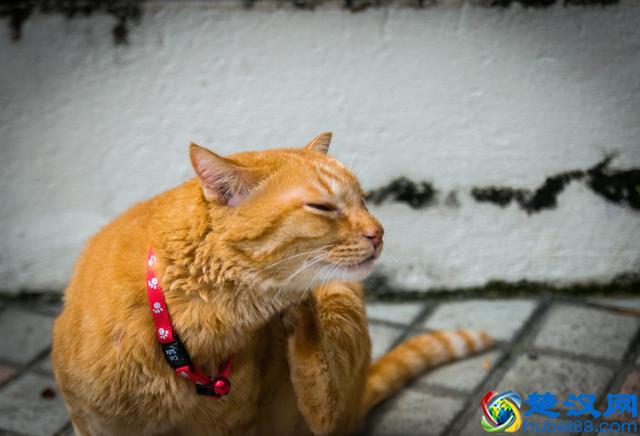 猫跳蚤会引发的4种疾病，得用这4种方法消除，你家猫有过跳蚤吗？