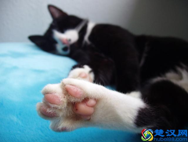 猫跳蚤会引发的4种疾病，得用这4种方法消除，你家猫有过跳蚤吗？