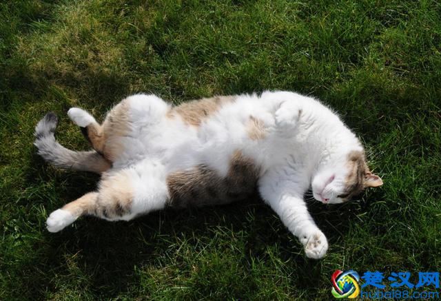 猫跳蚤会引发的4种疾病，得用这4种方法消除，你家猫有过跳蚤吗？