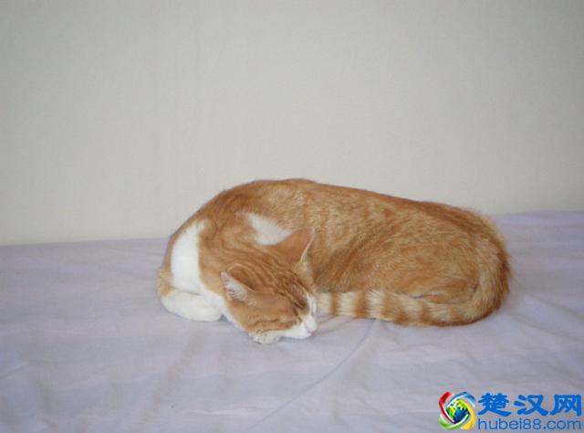 猫跳蚤会引发的4种疾病，得用这4种方法消除，你家猫有过跳蚤吗？