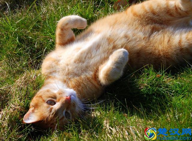 猫跳蚤会引发的4种疾病，得用这4种方法消除，你家猫有过跳蚤吗？