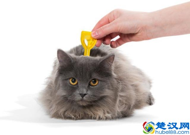 猫跳蚤会引发的4种疾病，得用这4种方法消除，你家猫有过跳蚤吗？
