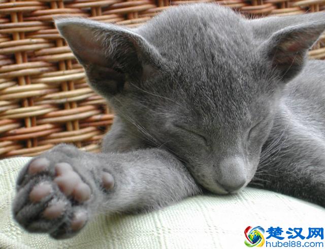 猫跳蚤会引发的4种疾病，得用这4种方法消除，你家猫有过跳蚤吗？