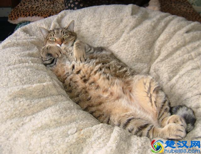 猫跳蚤会引发的4种疾病，得用这4种方法消除，你家猫有过跳蚤吗？