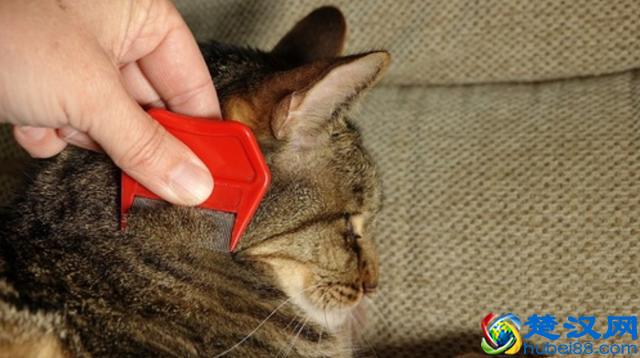 猫跳蚤会引发的4种疾病，得用这4种方法消除，你家猫有过跳蚤吗？