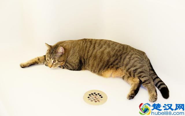 猫跳蚤会引发的4种疾病，得用这4种方法消除，你家猫有过跳蚤吗？