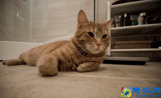 猫跳蚤会引发的4种疾病，得用这4种方法消除，你家猫有过跳蚤吗？