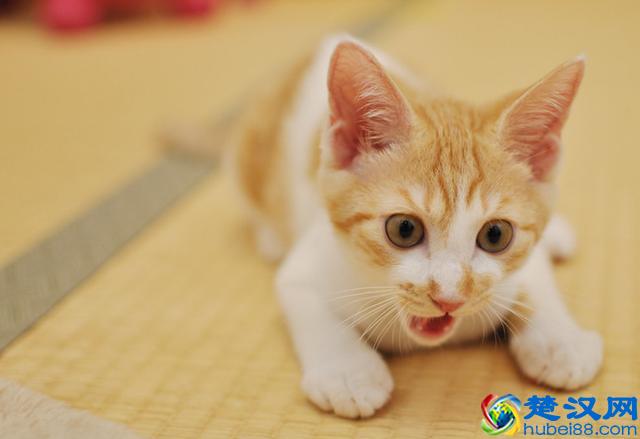 猫跳蚤会引发的4种疾病，得用这4种方法消除，你家猫有过跳蚤吗？